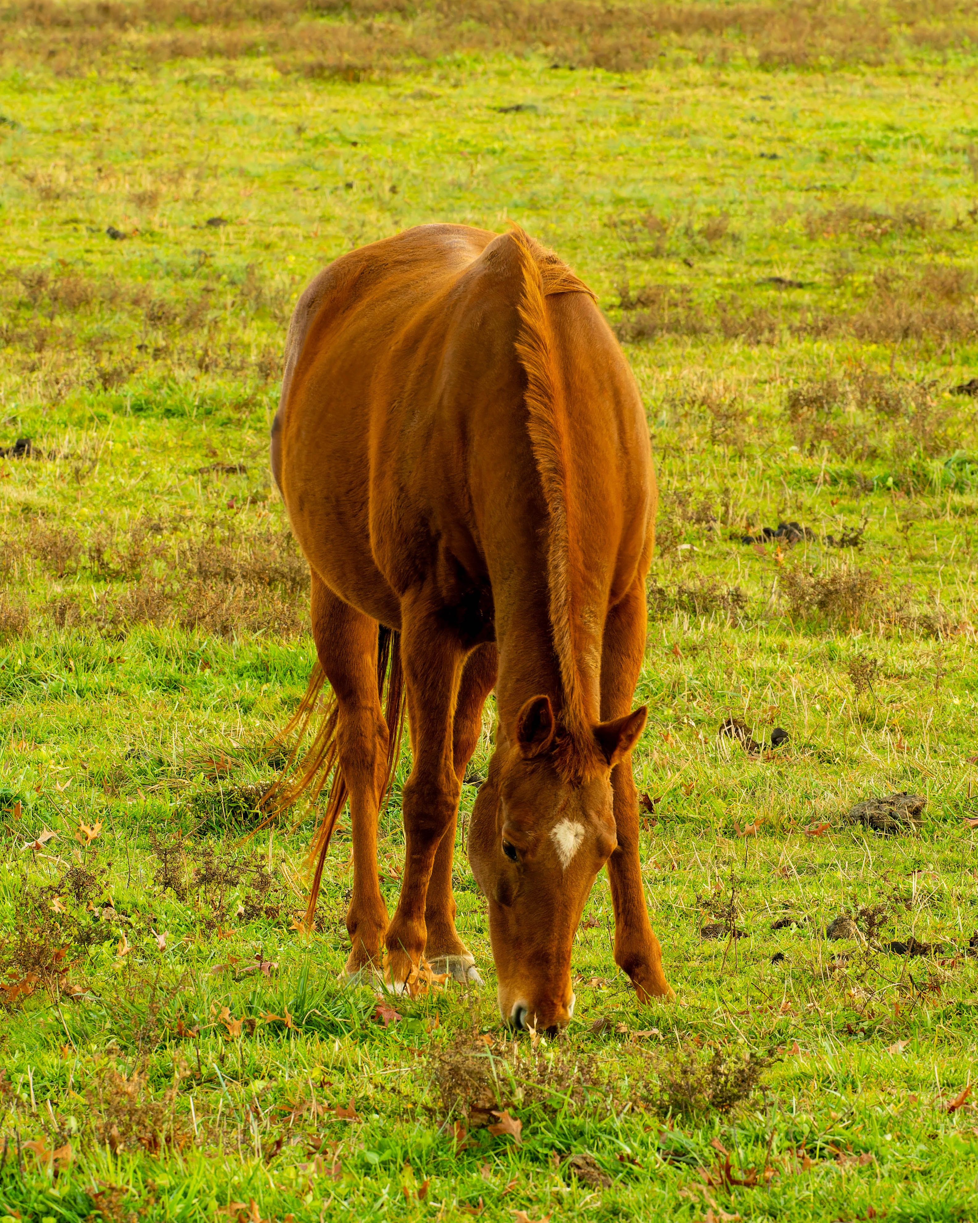 Horse Eating Grass